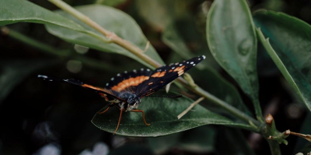 image-48 Photo Mochi