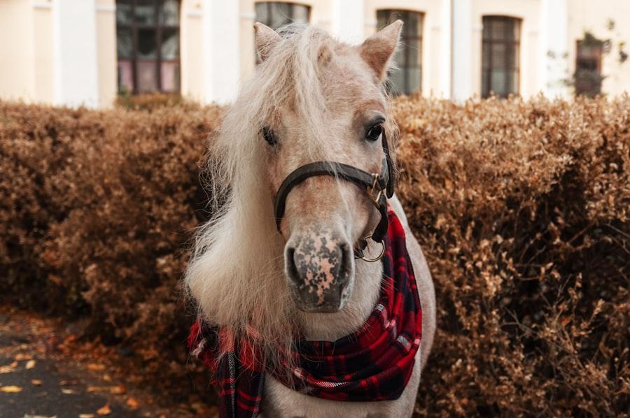 Pony