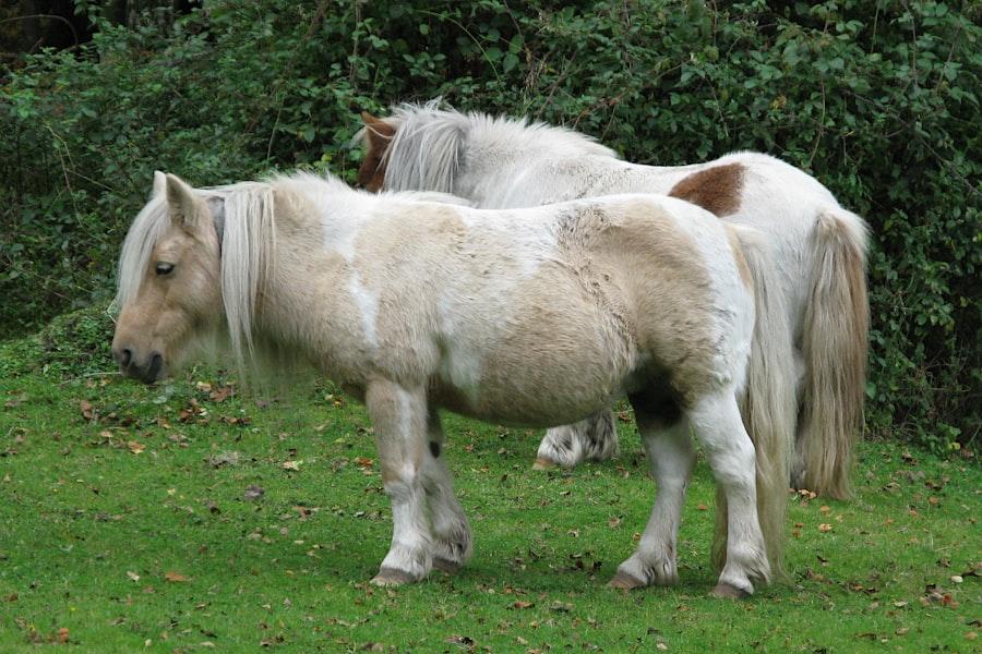 Photo Pony